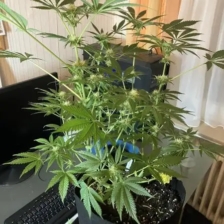 Blue Mystic