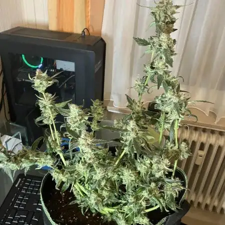 Kitsune Kush Auto