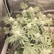 Super Silver Haze