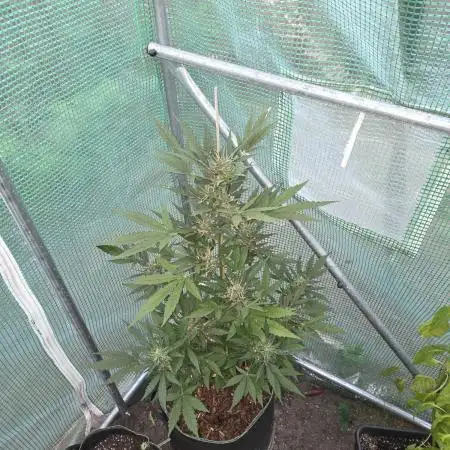 Special Queen Auto