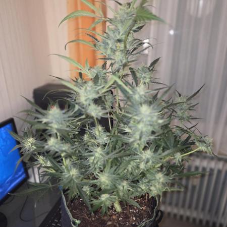 Strawberry Cola Auto
