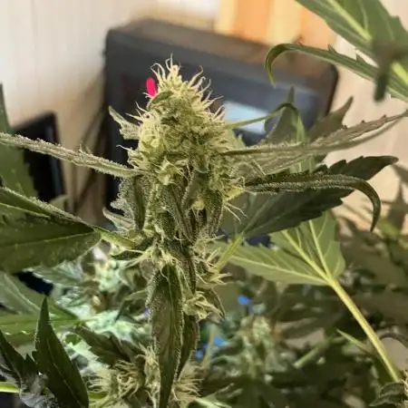 Kitsune Kush Auto
