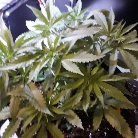Blue Mystic