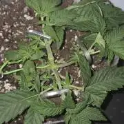Grizzly Glue