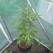 Special Queen Auto