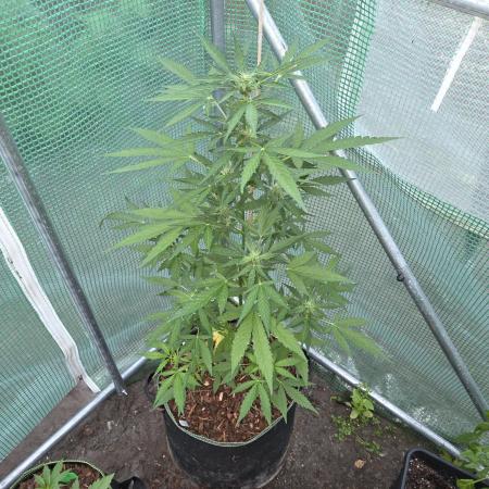 Special Queen Auto