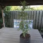 King Louis Auto