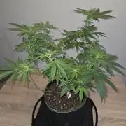 OG Kush
