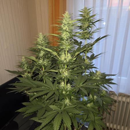 Skywalker OG