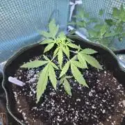 Godfeather OG F1 Auto
