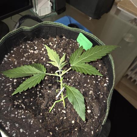 Strawberry Cola Auto