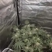 Super Silver Haze
