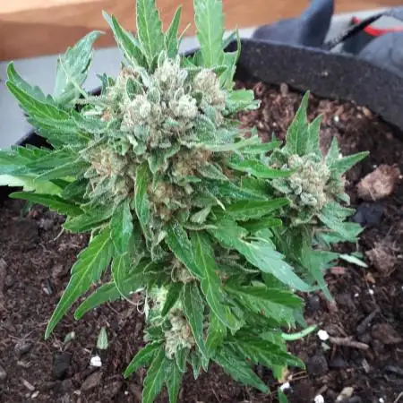 Purple Haze II