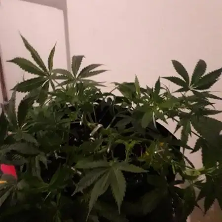THC Bunker