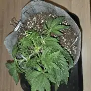 Grizzly Glue