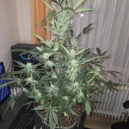 Strawberry Cola Auto