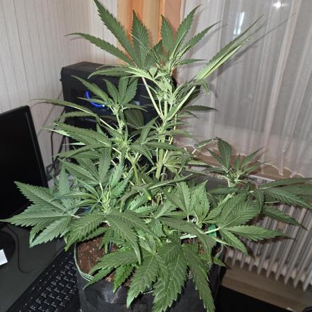 Strawberry Cola Auto