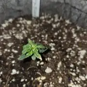 Grizzly Glue