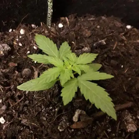 Kitsune Kush Auto