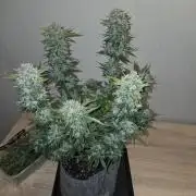 Gelato Mint