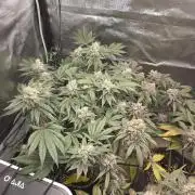 Super Silver Haze