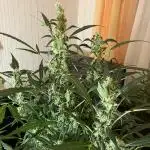Black Orchid Auto