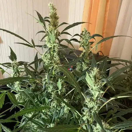 Black Orchid Auto