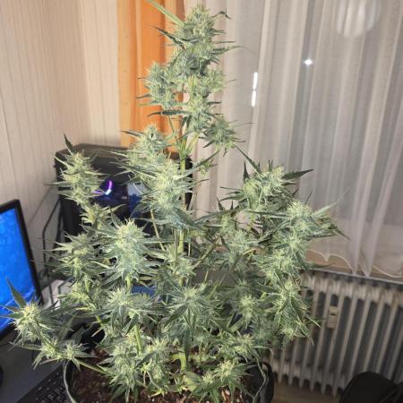 Strawberry Cola Auto