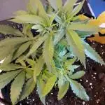 Blue Mystic