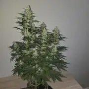 Skywalker OG