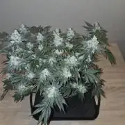 Super Silver Haze