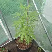 Special Queen Auto