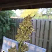 Special Queen Auto