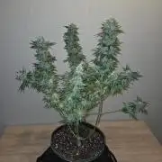 OG Kush