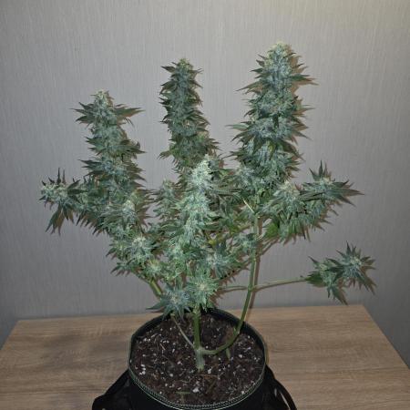 OG Kush