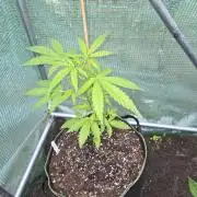 Special Queen Auto