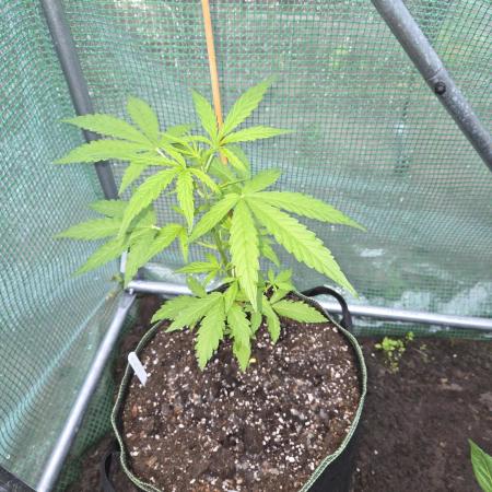 Special Queen Auto