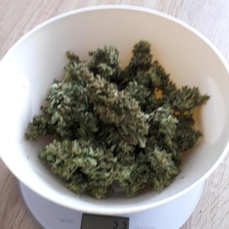 Apple Fritter Auto