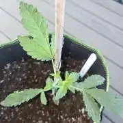 Super Silver Haze