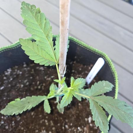 Super Silver Haze