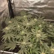 Super Silver Haze