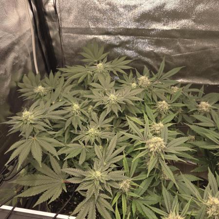 Super Silver Haze