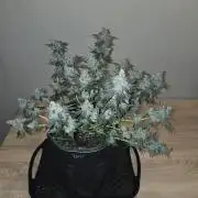 Super Silver Haze