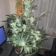Strawberry Cola Auto