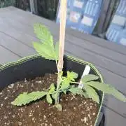 Super Silver Haze