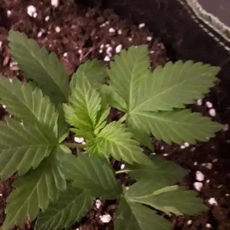 Blue Mystic