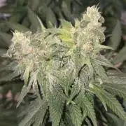 Afghani