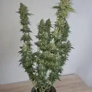 Skywalker OG