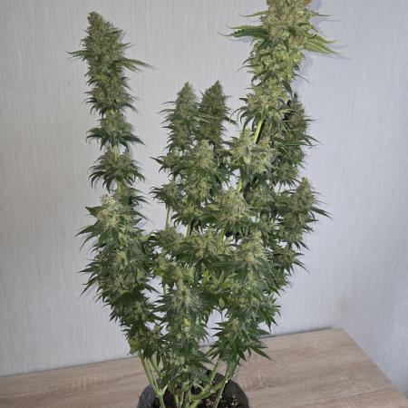 Skywalker OG