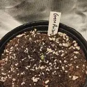 Green Poison & AUTO Northern Lights